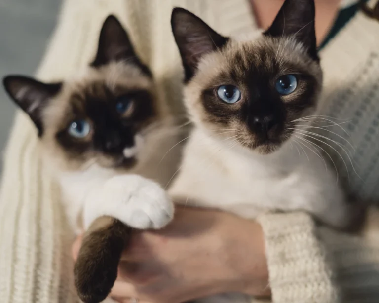 automatic dog feeder station